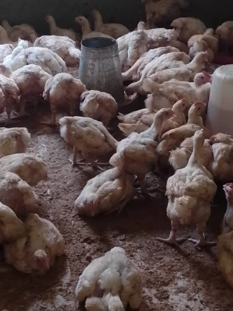 7 weeks old broilers photo 1
