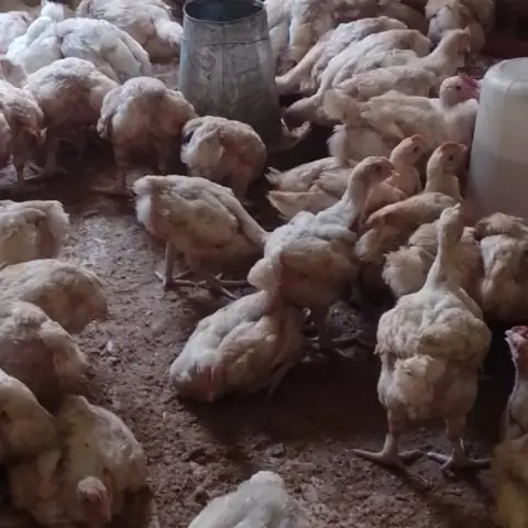 7 weeks old broilers