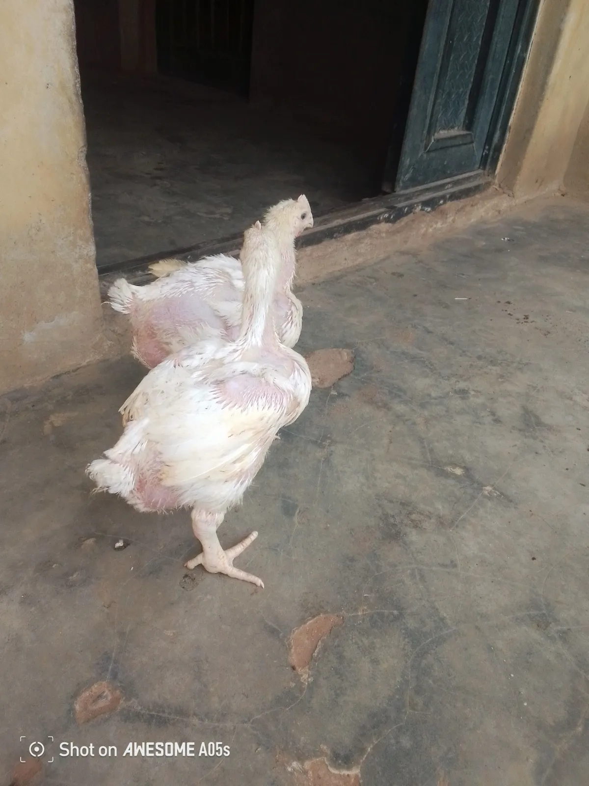 7 weeks old broilers photo 3