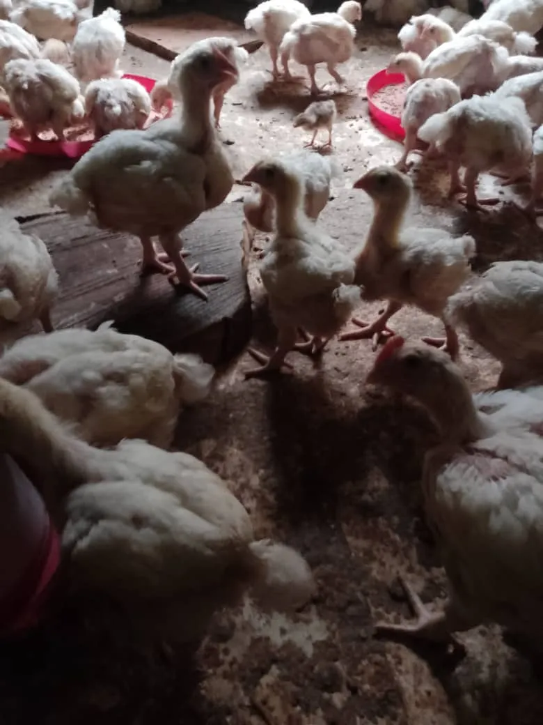 7 weeks old broilers photo 2