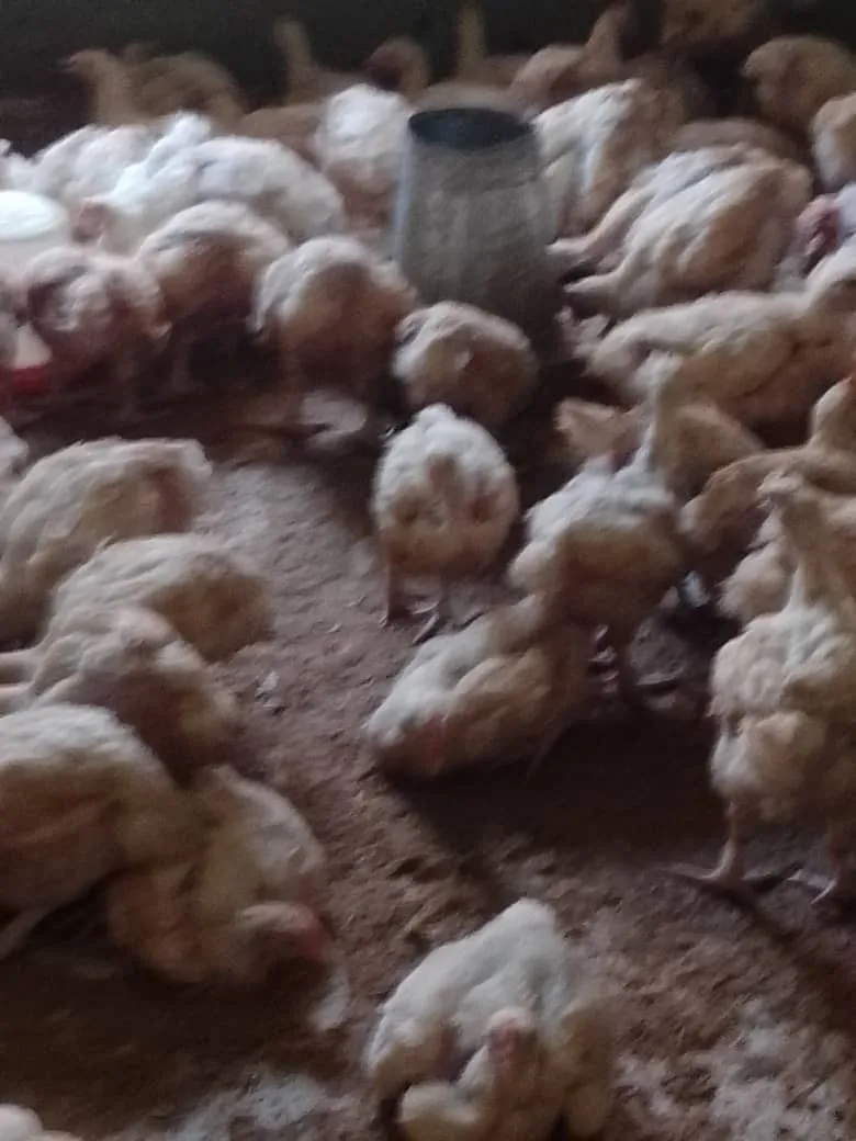 7 weeks old broilers photo 4